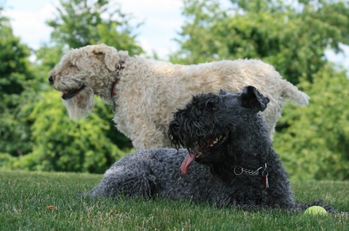 After a long walk and play